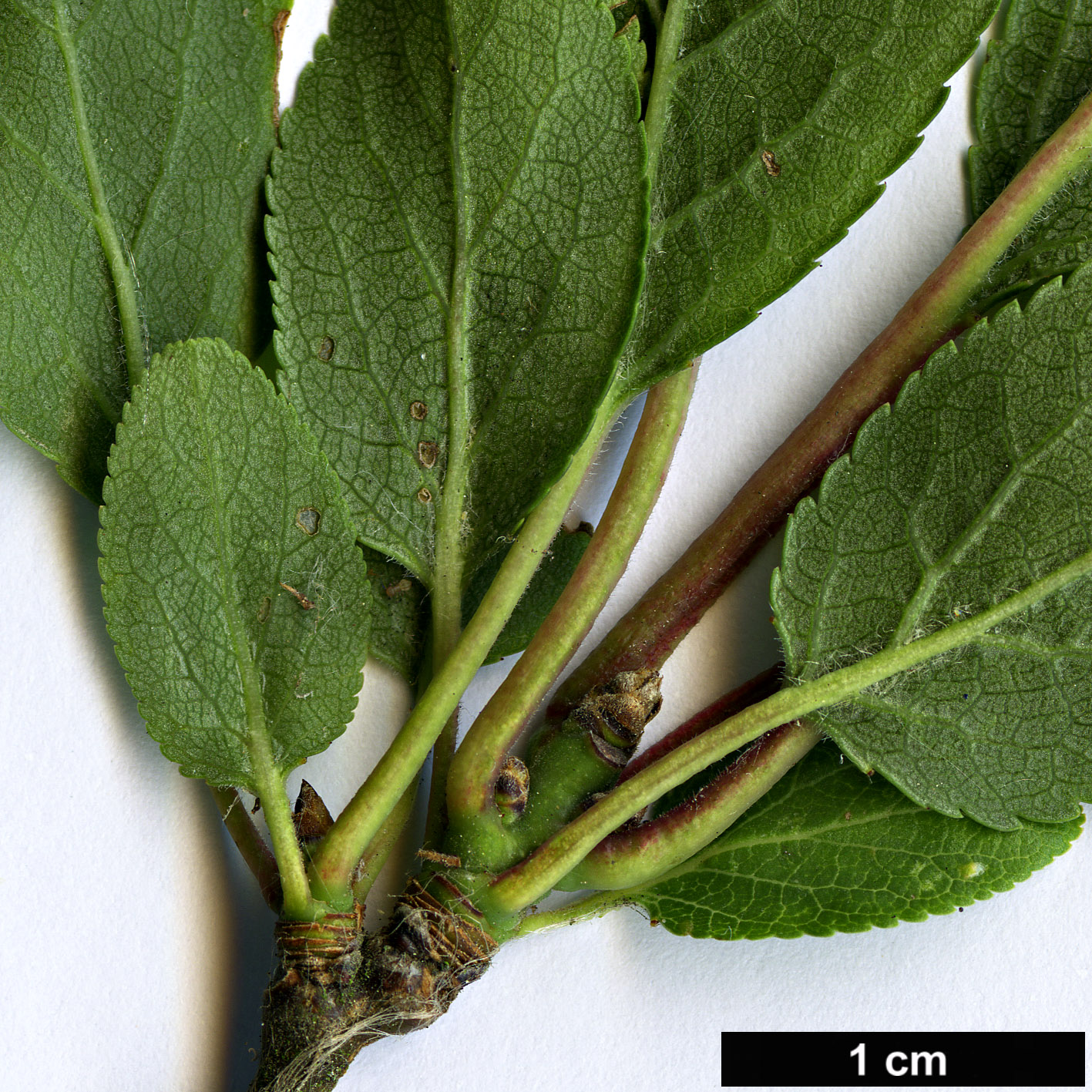 High resolution image: Family: Rosaceae - Genus: Prunus - Taxon: domestica - SpeciesSub: subsp. insititia 'Delma'